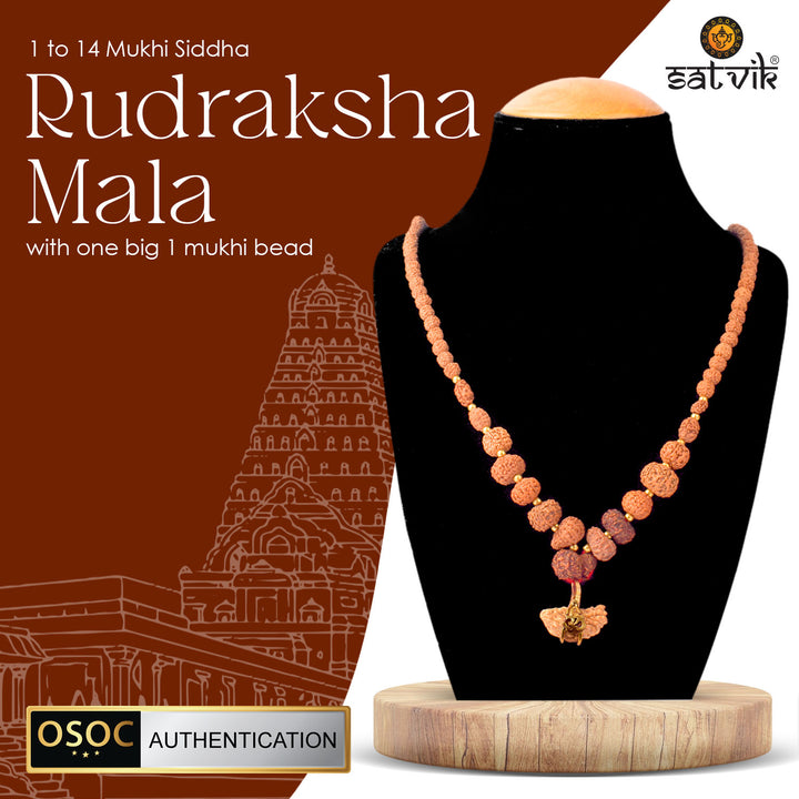 1–14 Mukhi Siddh Rudraksha Mala with One Large 1 Mukhi Bead – OSOC Certified Original Beads for Spiritual Power and Divine Blessings. India’s Largest Pooja Accessories Brand - www.satvikworld.com