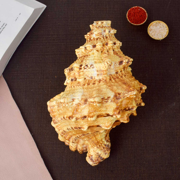 Sughosh Shankh (Bursa Bubo) for sacred sound and spiritual rituals – India’s Largest Pooja Accessories Brand – www.satvikworld.com