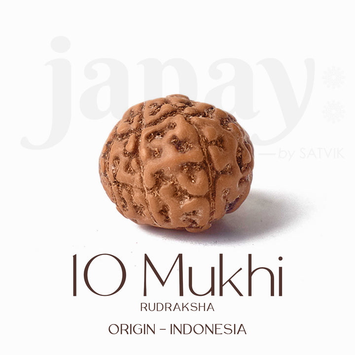 Certified 10 Mukhi brown Rudraksha bead from Indo origin placed on red cloth for spiritual protection, healing, and divine blessings. India’s Largest Pooja Accessories Brand - www.satvikworld.com


