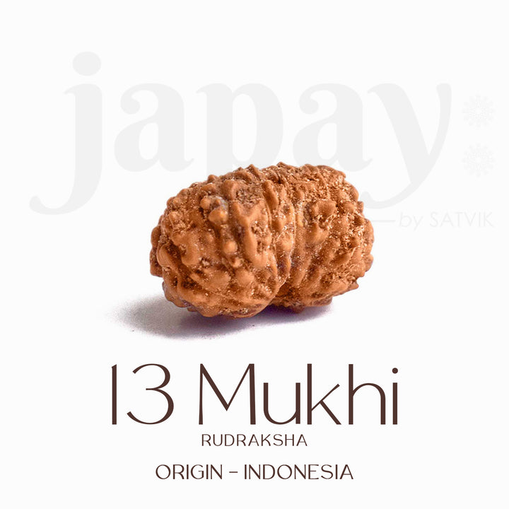 Certified 13 Mukhi Rudraksha bead in brown tone from Indo origin placed on red cloth, symbolizing charm, siddhi, and divine blessings of Venus and Kamadeva. India’s Largest Pooja Accessories Brand - www.satvikworld.com
