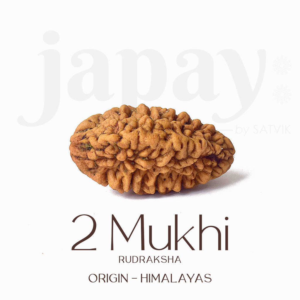 Certified 2 Mukhi Kantha Rudraksha Mala with brown beads for harmony, relationship healing, and emotional balance. India’s Largest Pooja Accessories Brand - www.satvikworld.com

