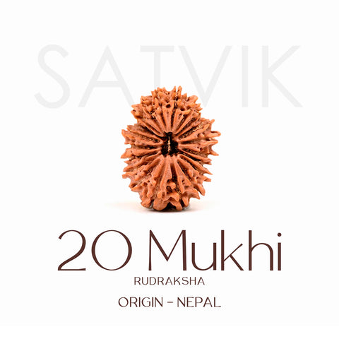 Certified 20 Mukhi Rudraksha Bead – Nepali origin sacred bead representing Lord Brahma, promotes wisdom, creativity, and higher spiritual growth. India’s Largest Brass Idols Brand - www.satvikworld.com