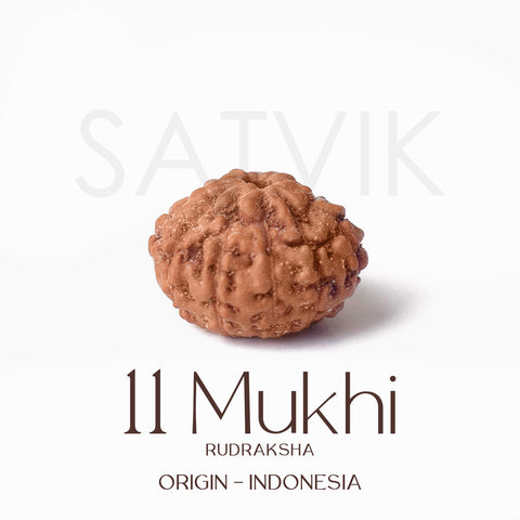 Certified 11 Mukhi brown Rudraksha bead from Indo origin placed on red cloth, symbolizing divine protection, mental clarity, and Lord Hanuman's blessings. India’s Largest Pooja Accessories Brand - www.satvikworld.com