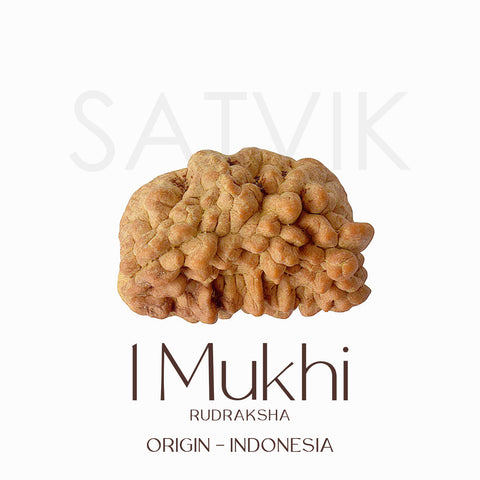 Original Certified One Mukhi Rudraksha bead in brown color placed on a red cloth for spiritual and meditative use. India’s Largest Pooja Accessories Brand - www.satvikworld.com