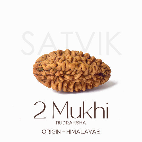 2 Mukhi Rudraksha Beads – Natural Certified Original Rudraksha for Spiritual Balance and Harmony. India’s Largest Pooja Accessories Brand - www.satvikworld.com