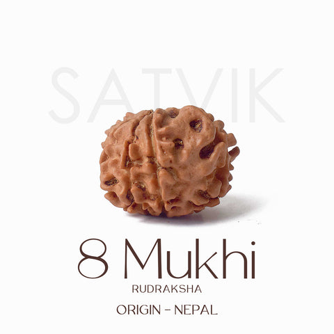 Certified 8 Mukhi Rudraksha bead in natural brown color from Indo origin placed on red cloth for success, clarity, and spiritual protection. India’s Largest Pooja Accessories Brand - www.satvikworld.com