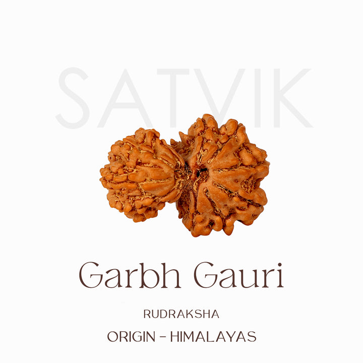 Certified Garbh Gauri Natural Rudraksha Bead from Nepal for fertility blessings, marital harmony, and spiritual protection. Certified Garbh Gauri Natural Rudraksha Bead from Nepal for fertility blessings, marital harmony, and spiritual protection