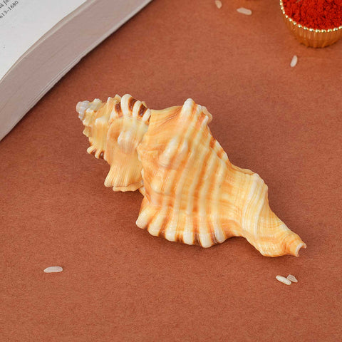 Ganesh Shankh (Cymatium lotorium) for wisdom, success, and spiritual protection – India’s Largest Pooja Accessories Brand – www.satvikworld.com

